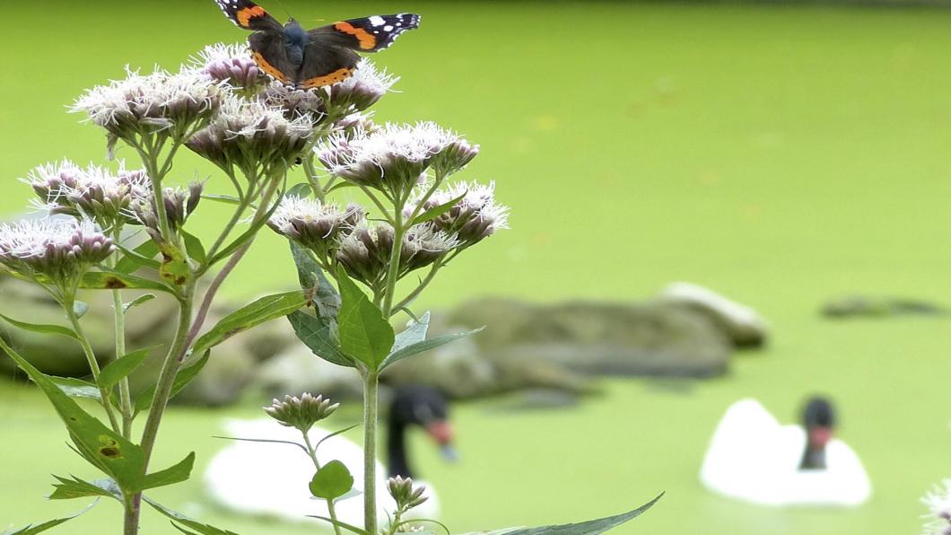 Visie GroenLinks op dierenwelzijn in Den Helder.