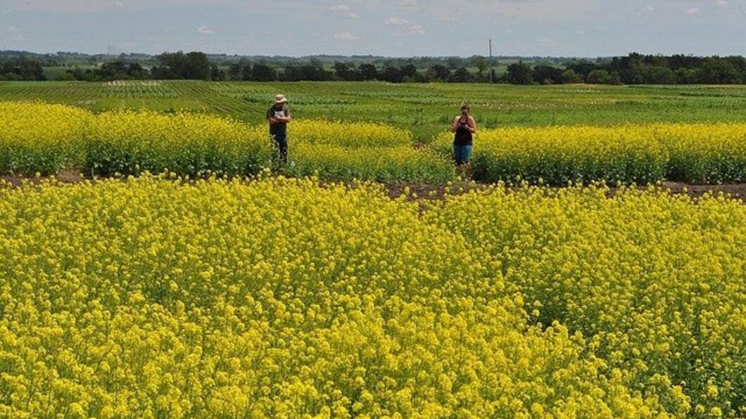 Huttentut bloeit in mei en juni, heeft gele bloemen en wordt ongeveer 120 cm hoog